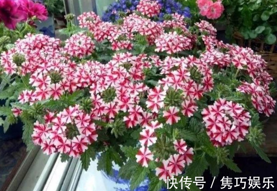 此花超漂亮，花朵硕大、花期长，一开就是200天