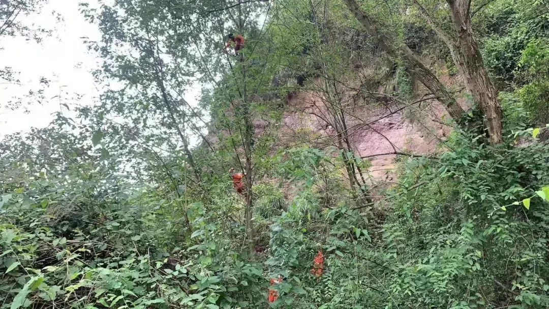 渠县|待了一天一夜！渠县一男子竟爬上半山腰高树上...