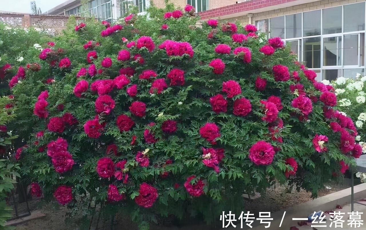 库拉索芦荟|7种“富贵花”,客厅养一盆很合适,越养越值钱,能活一百年