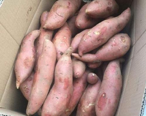  烤红薯|保存红薯，直接丢地上是大错！学会这招，放半年都不坏，越放越甜