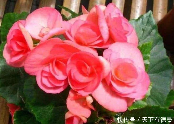 4种花养家里,全年开花不断,给点水就疯长,太好养