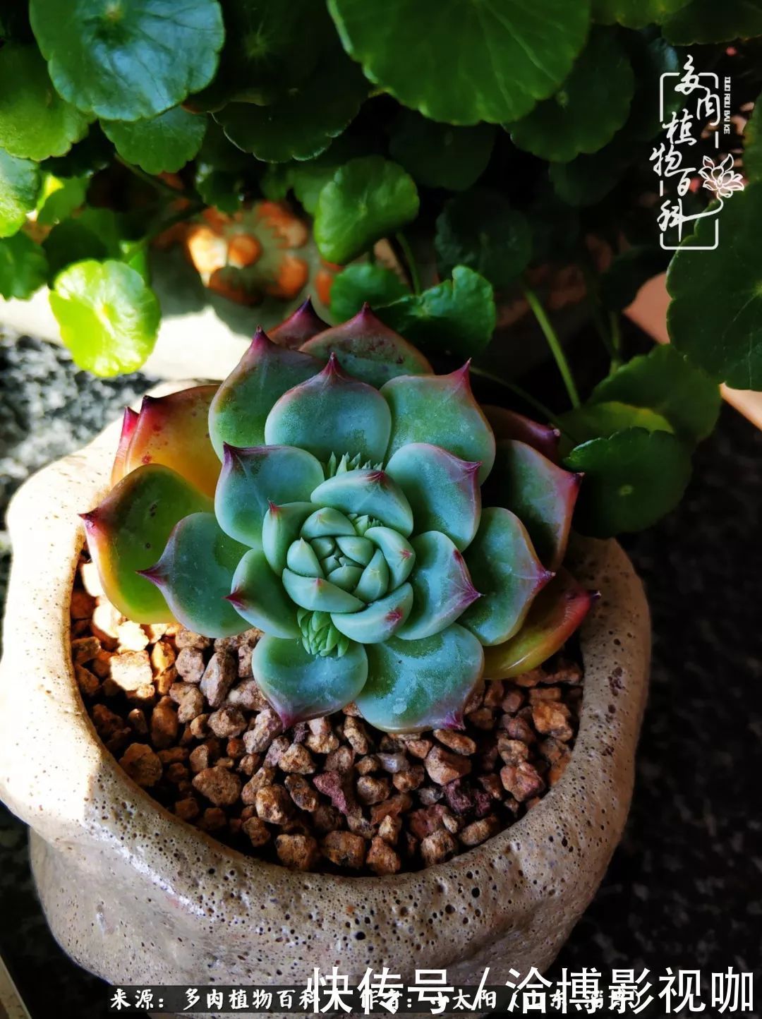 小苗|脱坑一年,最后发现自己生活里始终离不开多肉!