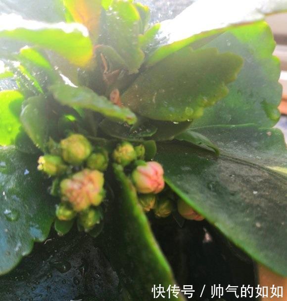 家里的长寿花，用什么肥料好3种肥按照顺序用，更容易开爆盆