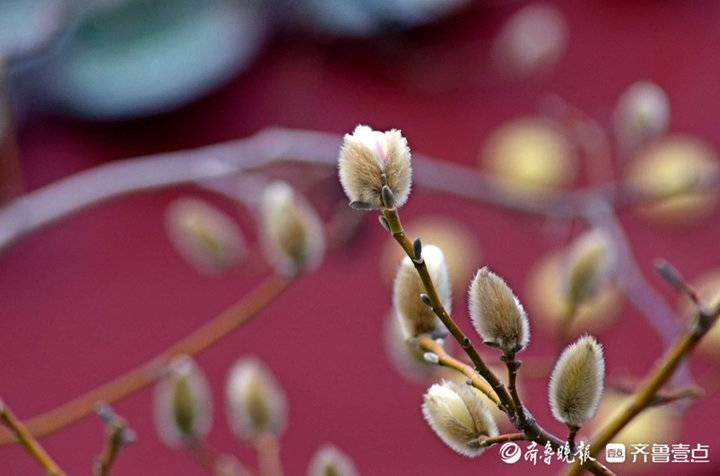 春景|春意浓！济南趵突泉梅花绽放玉兰探头，共赴春天的约定