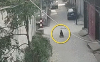 男孩|极其危险这种流行“车”不是玩具,别让孩子碰一名8岁男孩已因此丧命