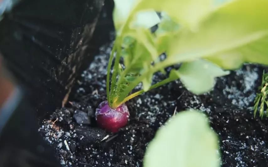 德国主妇将8㎡阳台打造成菜园，不花一分钱种够全家吃的菜