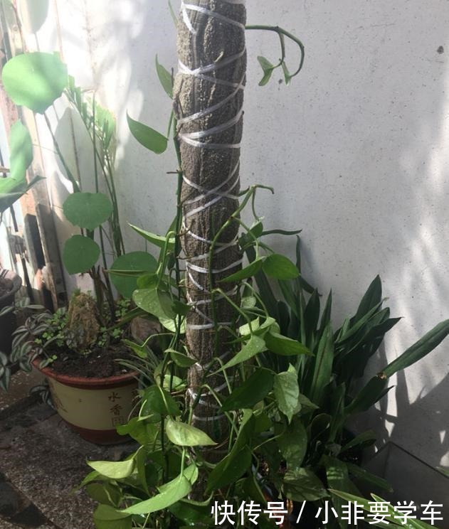 绿萝养久了,居然变成了龟背竹,还开背了!