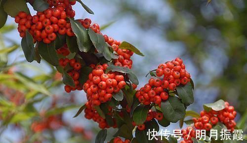 6种漂亮花,不仅外形美,还越养越值钱,富贵人家都爱养!