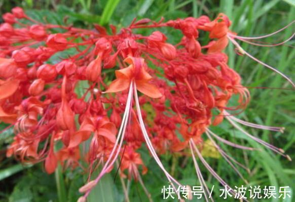 赪桐|喜欢花不妨养“它”最有“风情”的花,诗人将这花称“状元红”