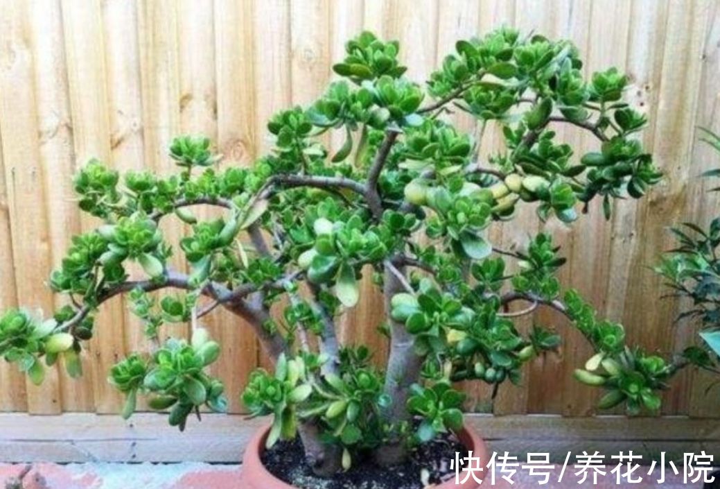 植物|玉树有“3怕2喜”，做好这几点，养成漂亮的盆景