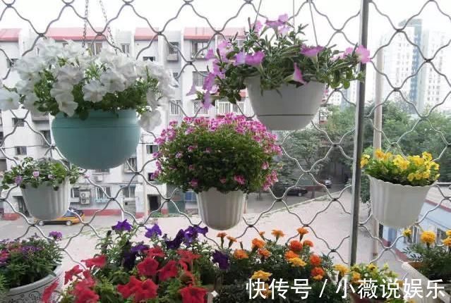 养花不能用大盆,这5种花挤在小盆里,才能长成精品