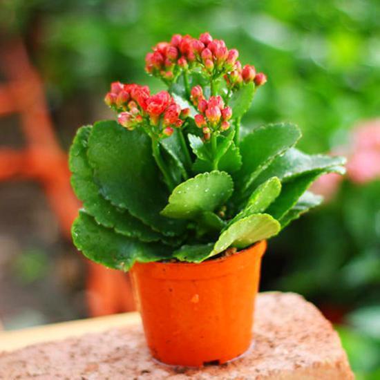 长寿花入秋后，尽早这样养，花期提前，秋冬能开好几茬