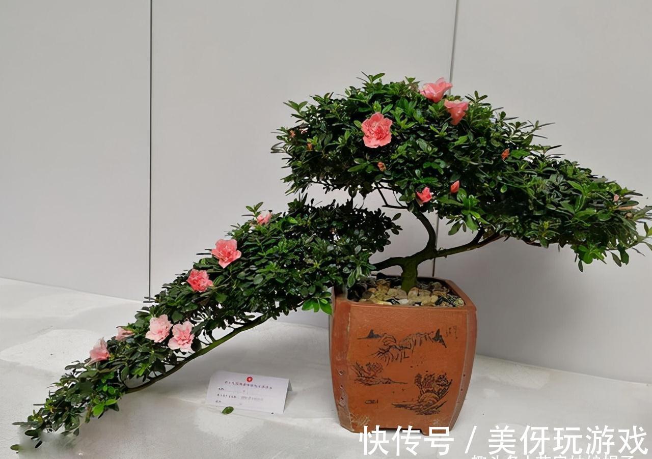 香妃|5种“喜冷花”，花期主要在冬季，好养又漂亮，开花特别香