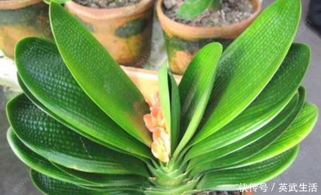 君子兰“夹箭”怎么办？按照“3步”走，花杆冒出来，开花才叫美