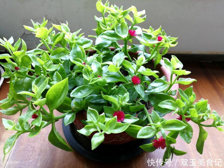 口红|这些花不用太多光，放在家里的阴处养，开花大朵真漂亮