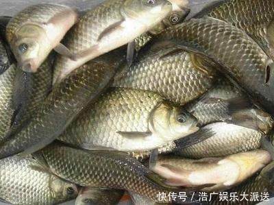 面粉|多年收集的30种民间钓鱼饵料偏方,钓鱼人多看看!