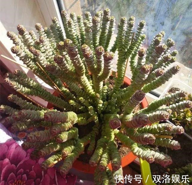 静夜|6种多肉太难养,赶紧留个种,省得每年都要重新买!