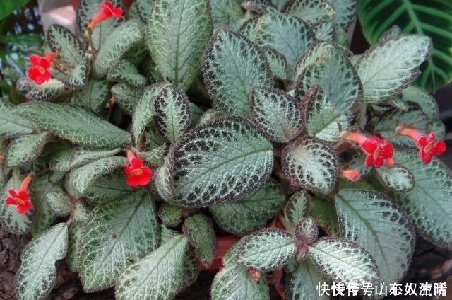 绿萝|耐阴花不止吊兰、绿萝,有“8种花”放北房间也能长成“美瀑布”!