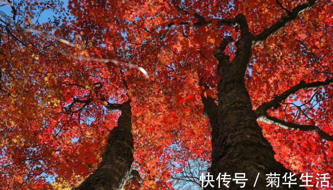 一种心情&杜牧最唯美的一首诗,通篇美得犹如一幅画,怎一个美字了得