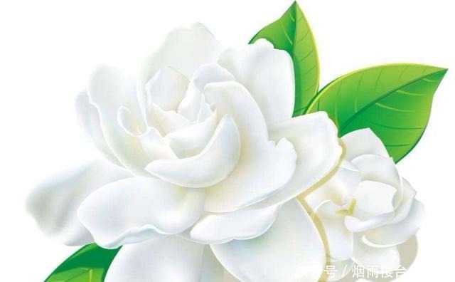 花语|魔道祖师一人一株花,薛洋的花语悲惨,看到江氏夫妇的花语哭了