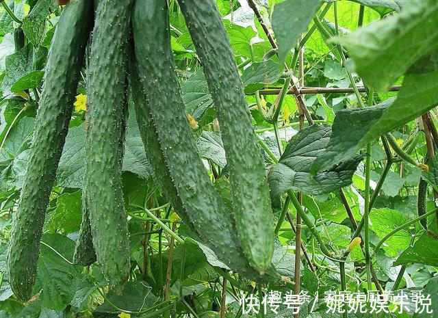 买黄瓜，学会菜农教你的这几招，一眼就可以看出是否打了激素