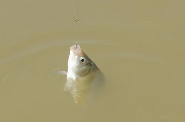 弄明白这几句话,野钓找鱼窝,简直易如反掌