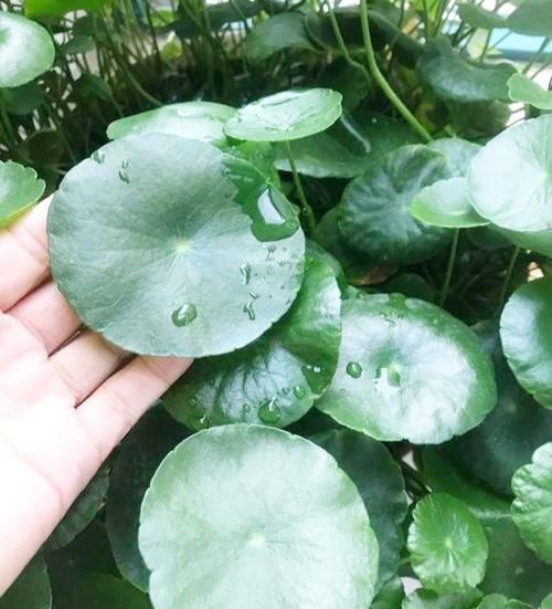 朋友养的铜钱草,长出叶子“手掌大”,他只用了2个小方法