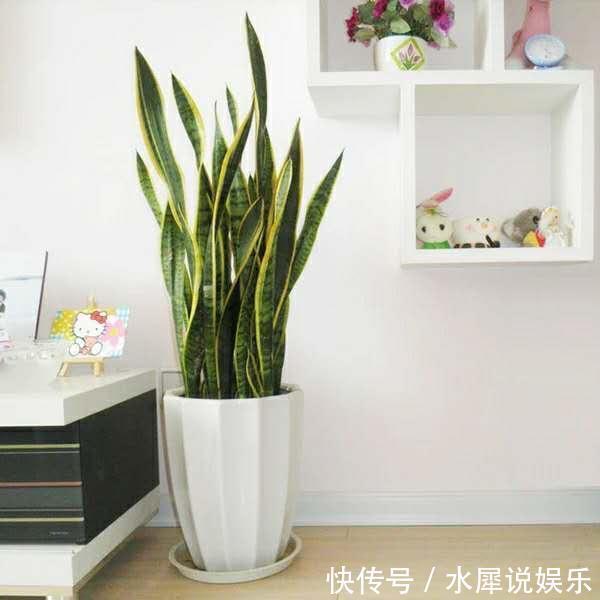 小芽|虎皮兰长得慢、不冒小芽盆土“一扒拉”，小芽蹭蹭窜出来！