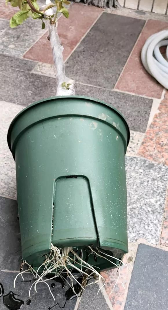 根壮|3种药片养花有“奇效”,浇水溶1片,叶绿根壮,比花肥厉害