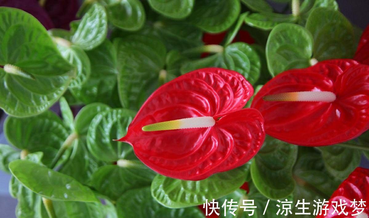 家里养盆好运花，花朵红艳又大气，越养越喜人