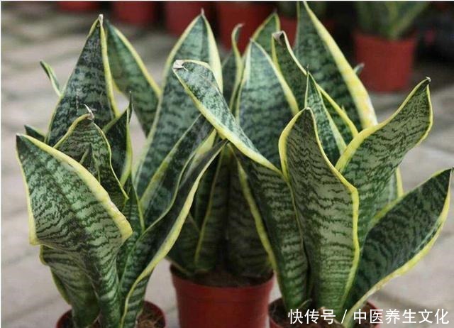 这几种花是酒鬼，浇水兑点啤酒水，叶子绿油油！