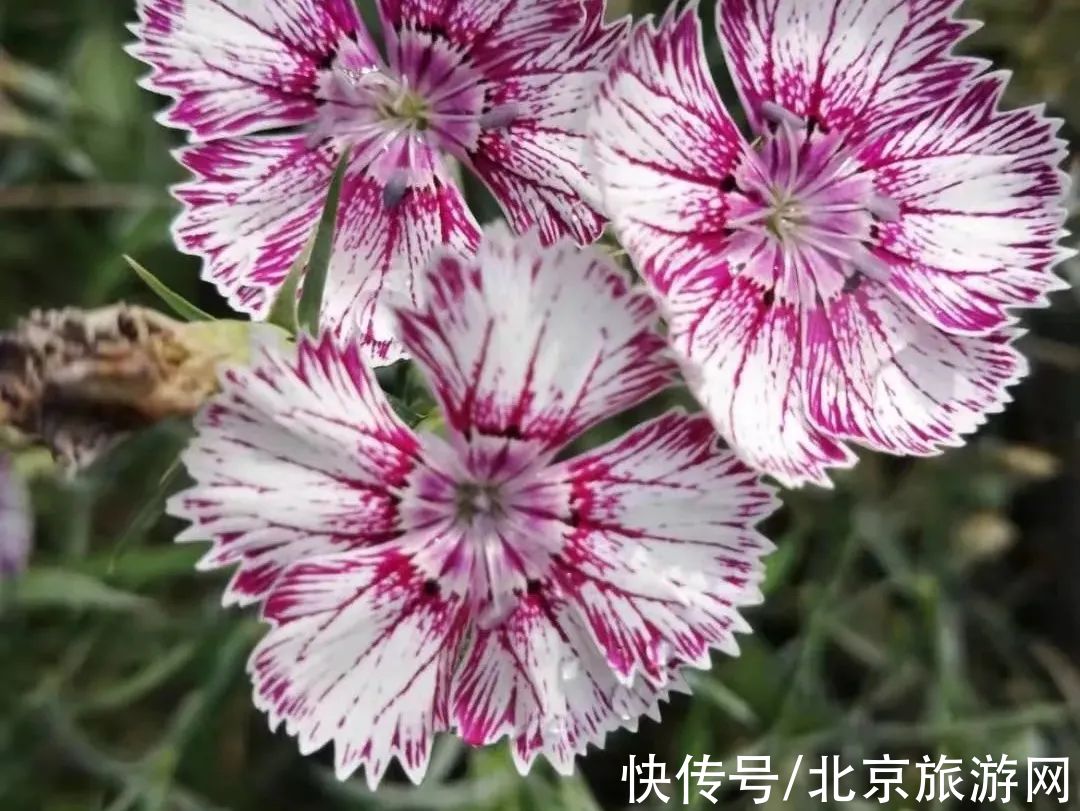 十渡|春已至，花绽放！这份房山赏花攻略请查收！
