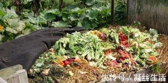 家庭养花，没有肥料也别愁，往土里埋“2个蛋壳”，啥都不缺!