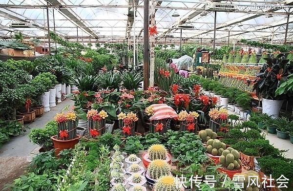 根系|养花“杀手”都有的5个毛病，难怪买花“养1盆死1盆”，要改正了