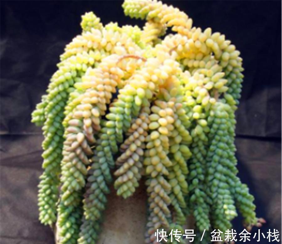 玉露|多肉中的6位“玉美人”,风姿绰约,晶莹剔透,养出状态太美了