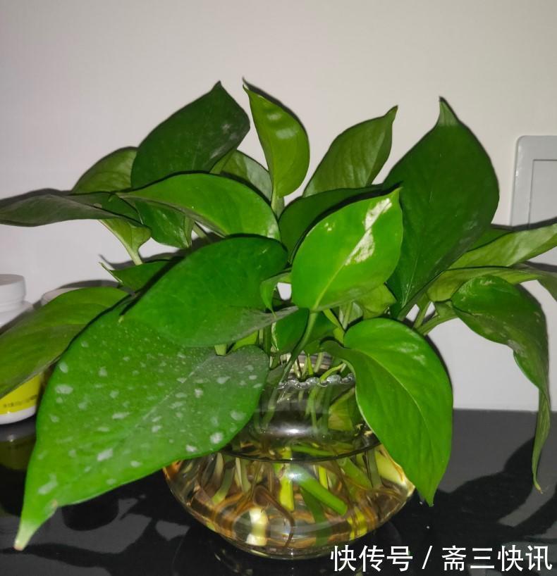5种大型花原来是个酒鬼，每周灌点酒，喝完马上绿油油！