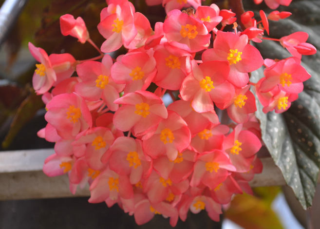 海棠花中“最美的”3种，好养易活，养几盆在家，花开全年赏不停