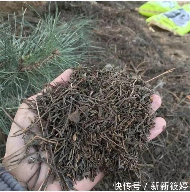 秋天养花不用买土,这种“免费土”,一分钱不花,一挖一麻袋