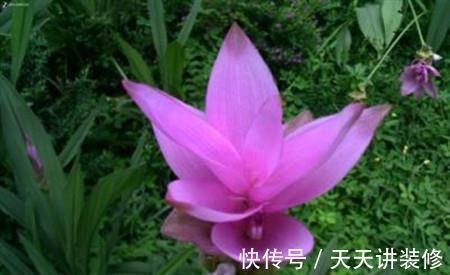 姜荷花|姜荷花这样养护,花朵又大又艳丽,单朵开足60天,年年都复花