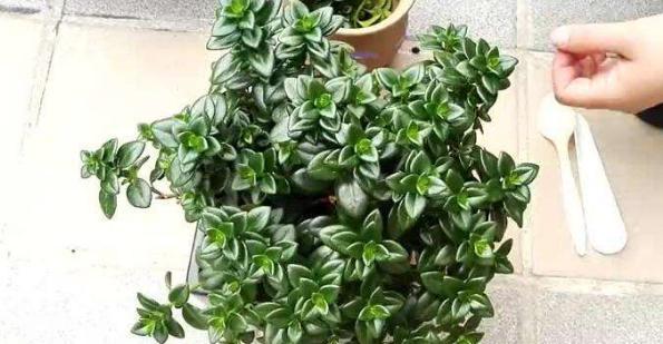 花土|入冬后，怎么养好金鱼花注意前4点就能叶片油绿、花开满盆