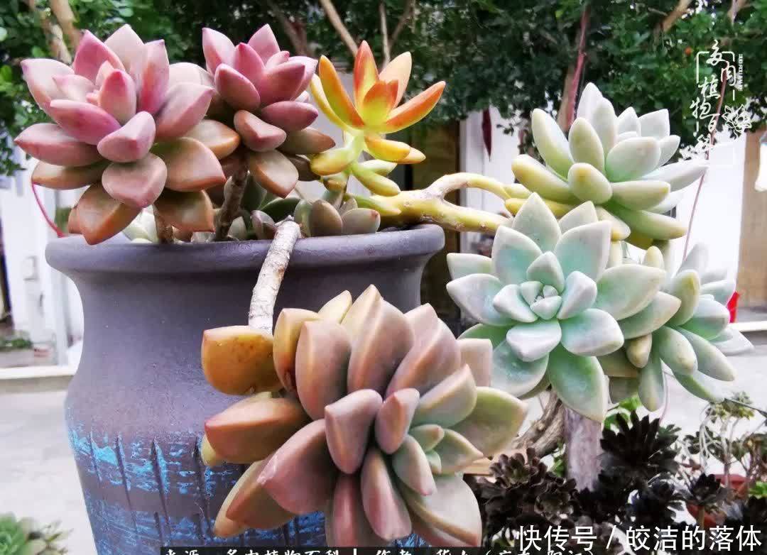 广东的冬天是多肉的春天,时间是最好的魔法师!