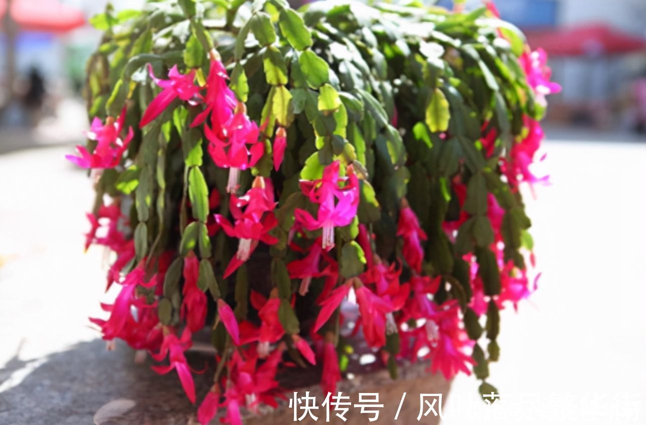 新叶|蟹爪兰要不要掐叶子?掐对就能开花多,掐错一个花苞也不长