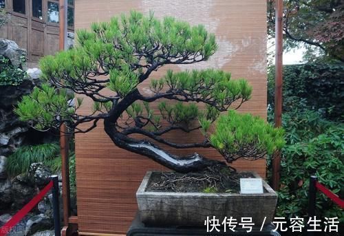 松柏类|制作盆景时，很少的盆土能满足树木的生长吗？盆土越少，盆景的养护难度越大