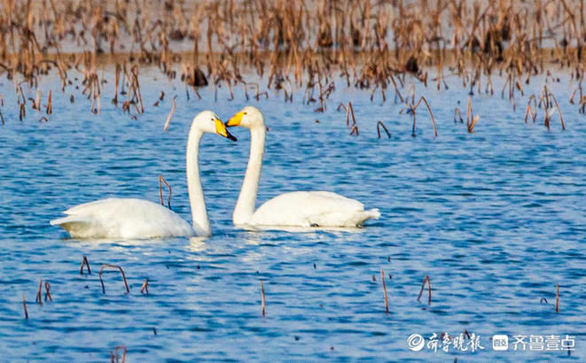 中年|成群的天鹅水中嬉戏，济南这片湖泊美醉了