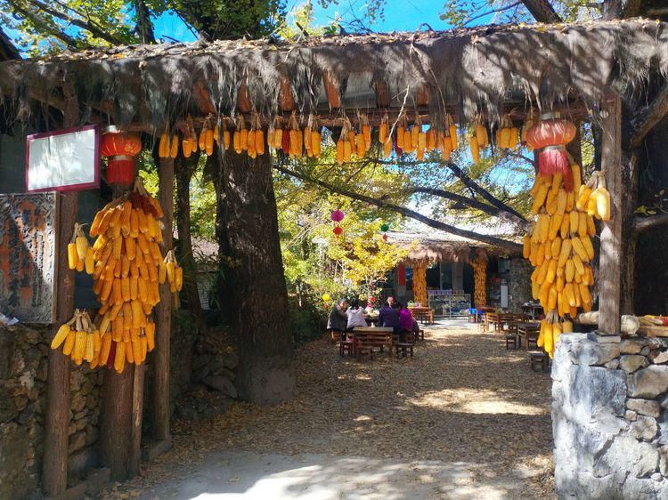 江东村|高黎贡山行之四：随走腾冲银杏村，惊艳，惬意