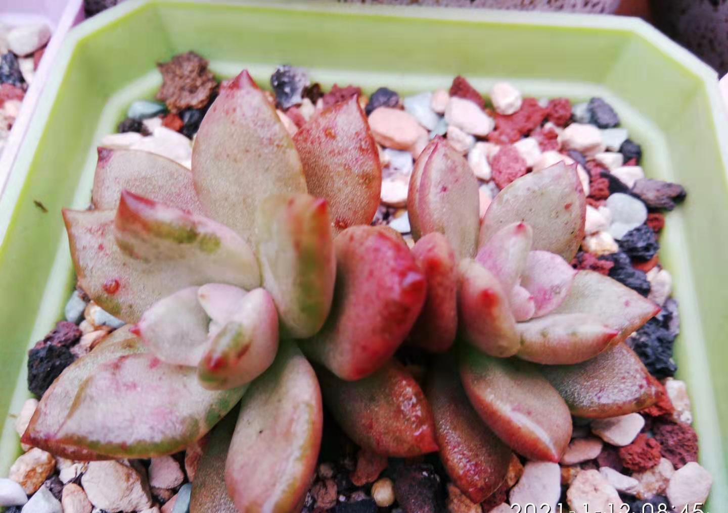 放在楼顶的多肉虽有轻微冻伤,但问题不大,目前依然还在坚持露养