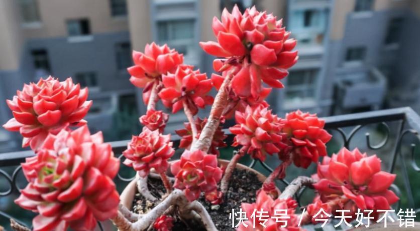 为什么建议大家居家盆栽蒂亚?全因这款多肉有3大亮点