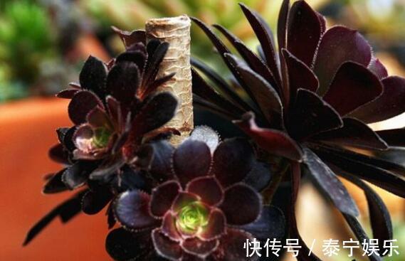 喜欢养花,不如养盆风雨兰,开花爆盆,开出小花园