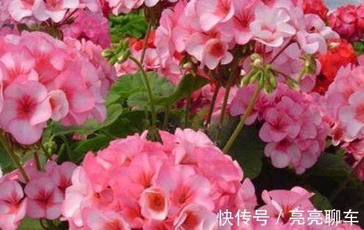 沙漠|农历十一月大雪过后，养什么花？家里养3种花，大吉大利连理交枝