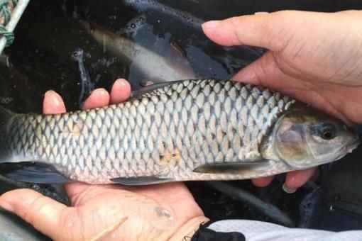 神似草鱼爱吃肉,个头不大力气大,背上还藏倒刺,被称为淡水之王